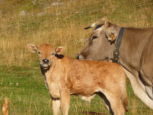 laruns_anayet_3.JPG - Vaches espagnoles