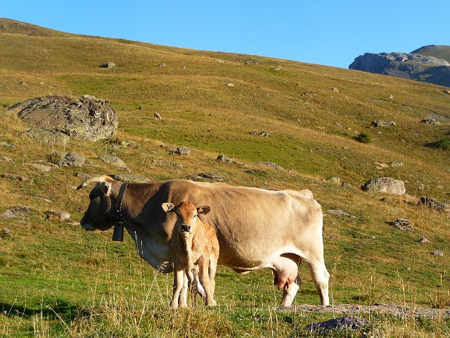 laruns_anayet_4.JPG - Vaches espagnoles