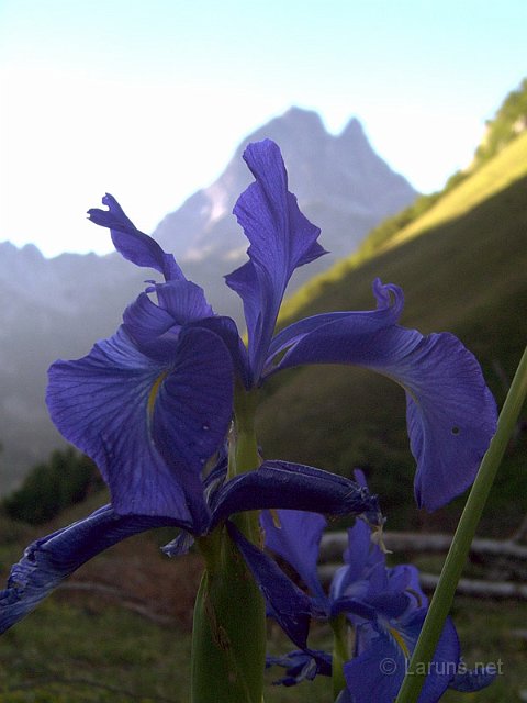 Laruns_Aule_1_Iris.jpg - Iris des Pyrénées (Iris latifolia)
