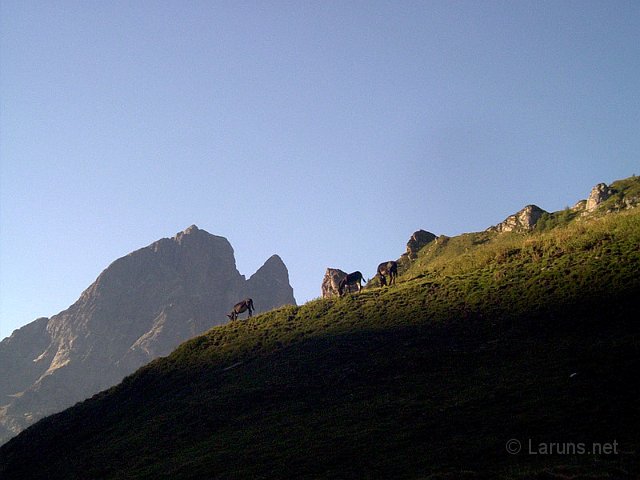 Laruns_Aule_2_Anes.jpg - Quelques ânes
