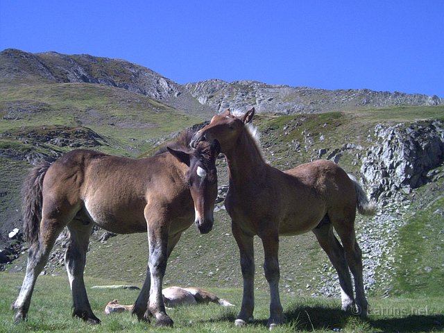 Laruns_Aule_5_poulains.jpg - Poulains