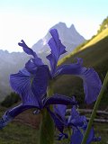 Laruns_Aule_1_Iris