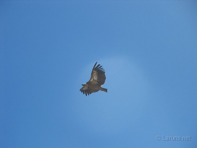 laruns_ger_14_vautour.jpg - Un vautour