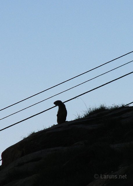 laruns_ger_3_marmotte.jpg - Une silhouette ...