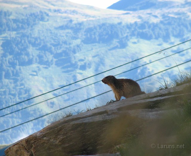 laruns_ger_4_marmotte.jpg - ... la marmotte