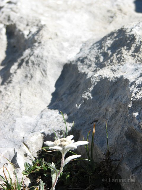 laruns_ger_6_edelweiss.jpg - L'Edelweiss