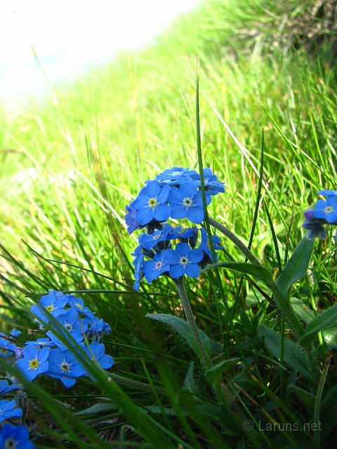 Laruns_Peyrelue_10_Gentianes.jpg - Gentianes