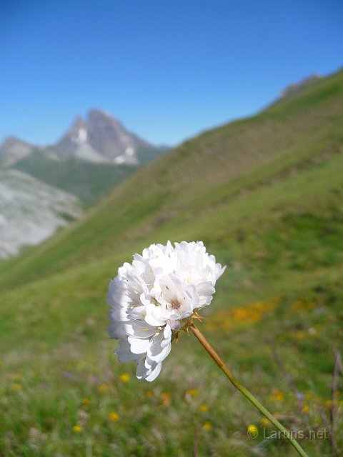 Laruns_Peyrelue_11.jpg - Fleur blanche
