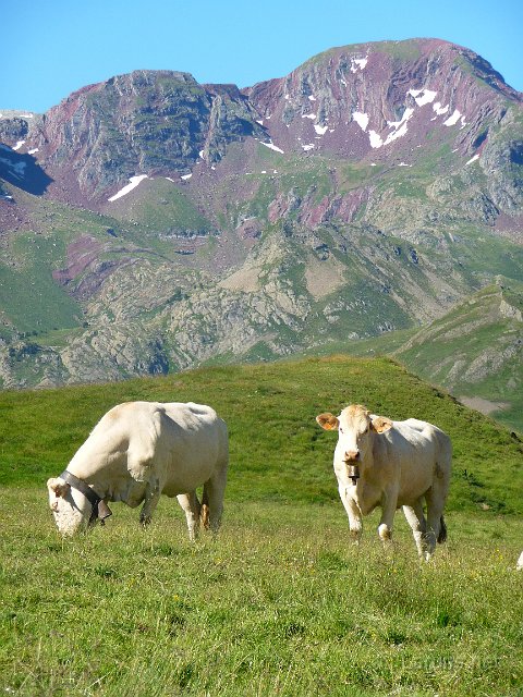 Laruns_Peyrelue_5_vaches.jpg - Vaches