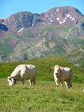 Laruns_Peyrelue_5_vaches
